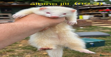 Ferret rodents - Advert 4