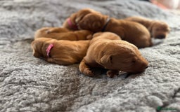 Labrador Retriever dogs for sale: Outstanding KC reg fox red Labrador puppies.  - Image 11