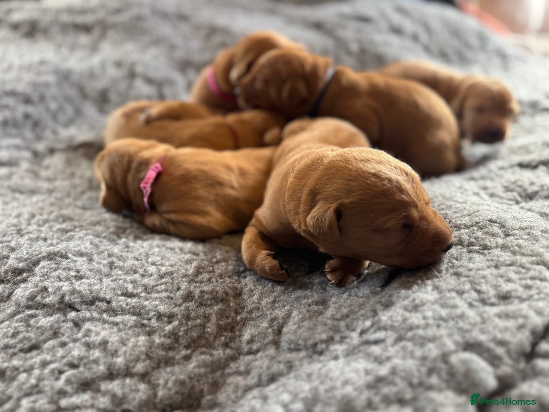 Labrador Retriever dogs for sale: Outstanding KC reg fox red Labrador puppies.  - Image 11