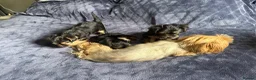Yorkshire Terrier dogs for sale: 3 Beautiful Yorkshire Terrier for sale in Newark - Advert 6