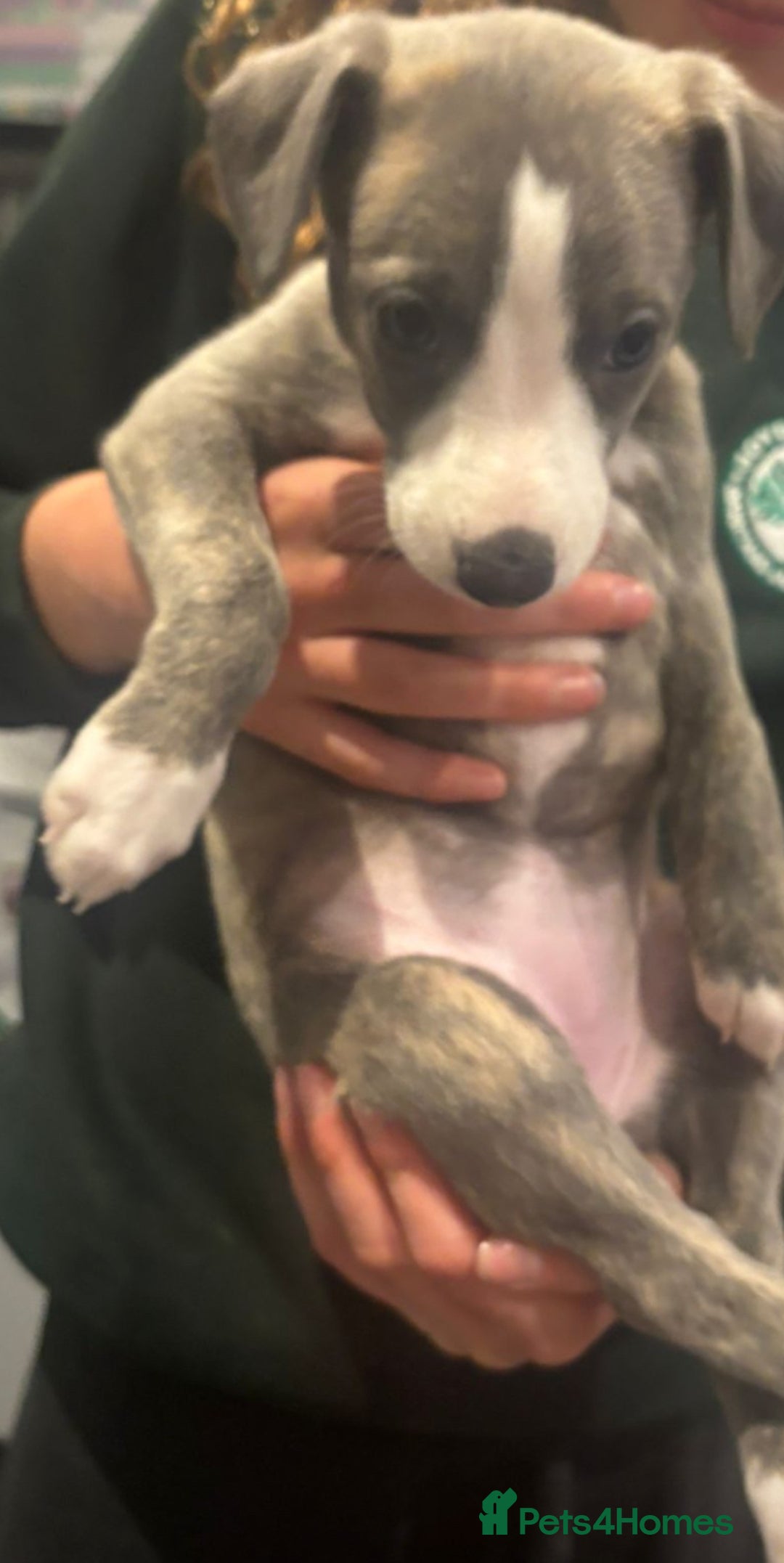 Whippet dogs for sale: Beautiful Blue Girl Whippet pup LAST ONE - Advert 25
