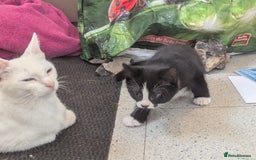 Domestic Shorthair cats for sale: Our last Girl, Playfull & loving, Well handled* - Image 10