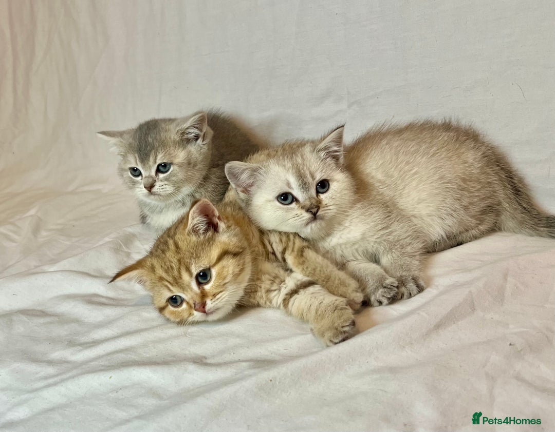 British Shorthair cats for sale: PUREBRED BSH KITTENS SOLD - Image 18