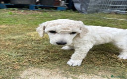 Standard Poodle dogs for sale: Standard poodle  - Image 28
