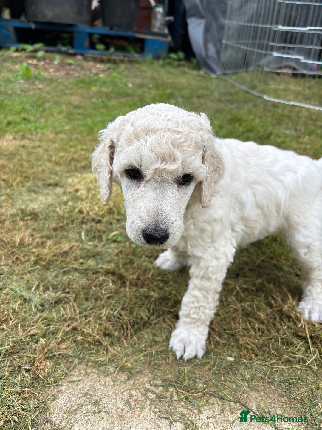 Standard Poodle dogs for sale: Standard poodle  - Image 28