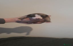 Whippet dogs for sale: Kc whippet pups - Image 6