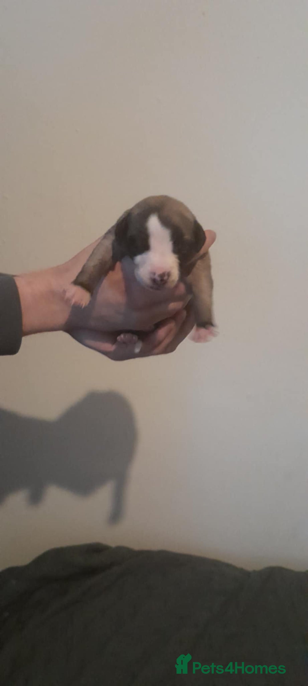 Whippet dogs for sale: Kc whippet pups - Image 6