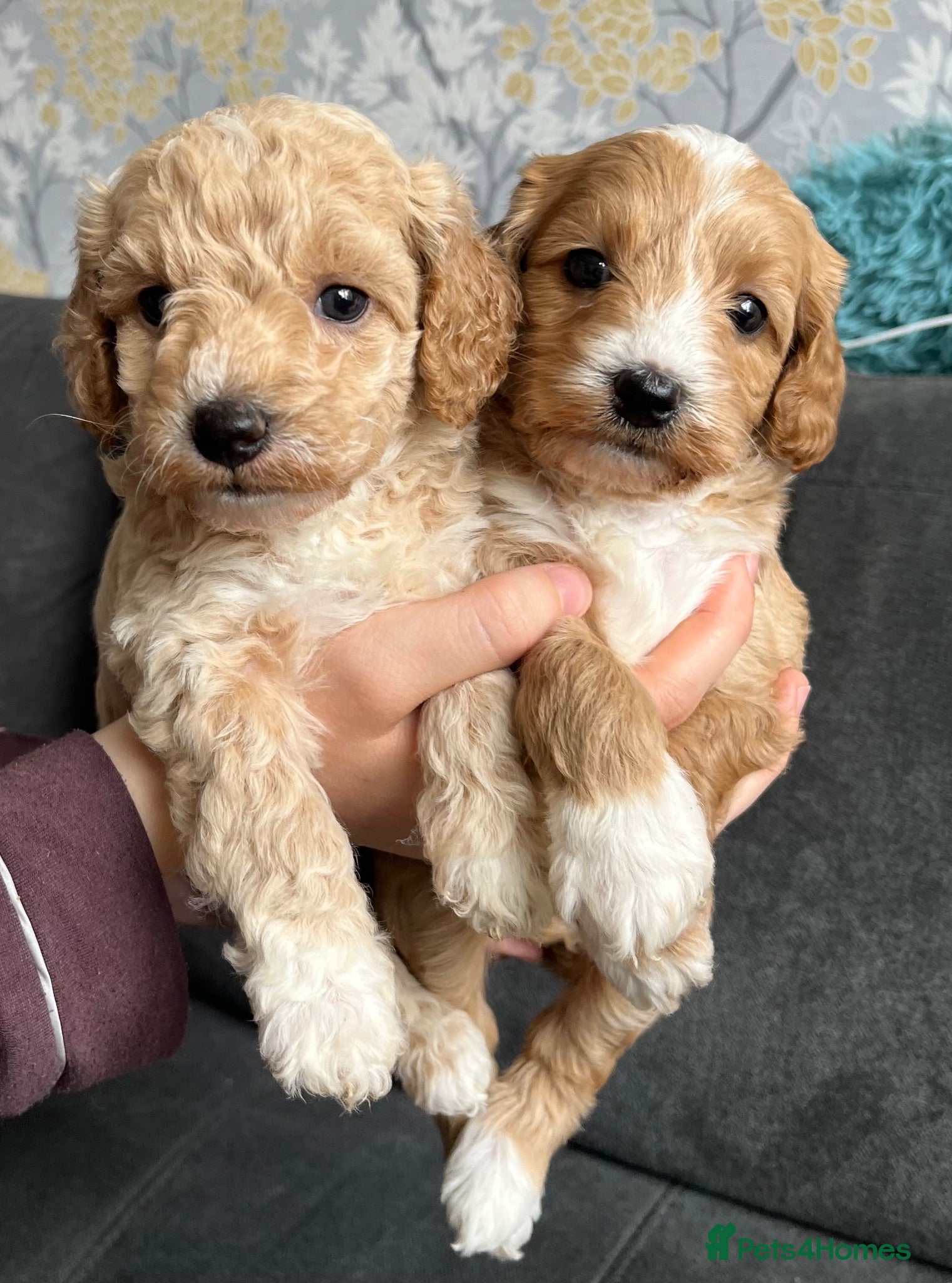 Mixed Breed dogs Cavapoochon puppies - Advert 2
