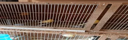 Canaries birds for sale: 10 canaries - Advert 4