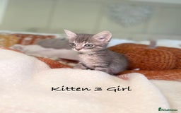 Mixed Breed cats for sale: Beautiful kittens 8 weeks old ready now  - Image 10