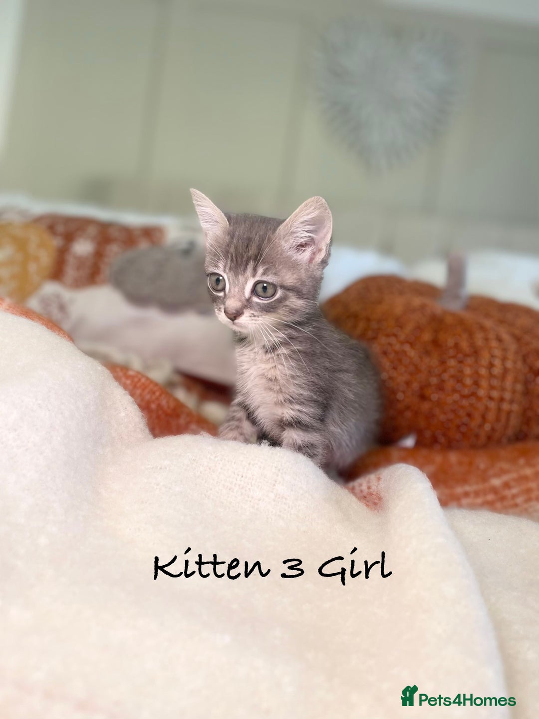 Mixed Breed cats for sale: Beautiful kittens 8 weeks old ready now  - Image 10