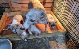 Whippet dogs for sale: Kc whippets - Image 5