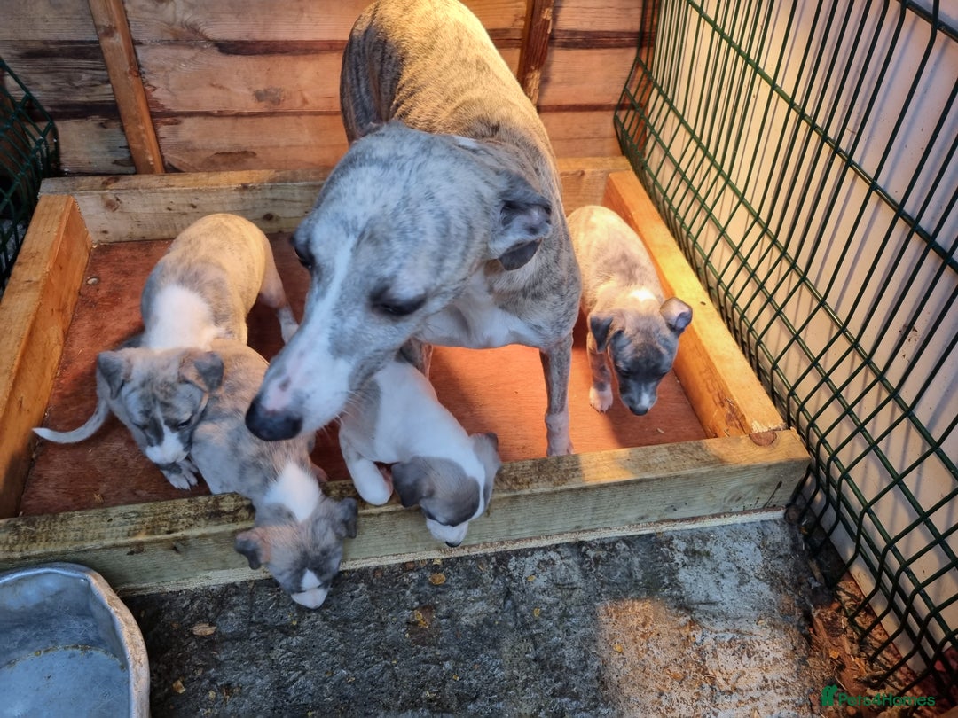 Whippet dogs for sale: Kc whippets - Image 5