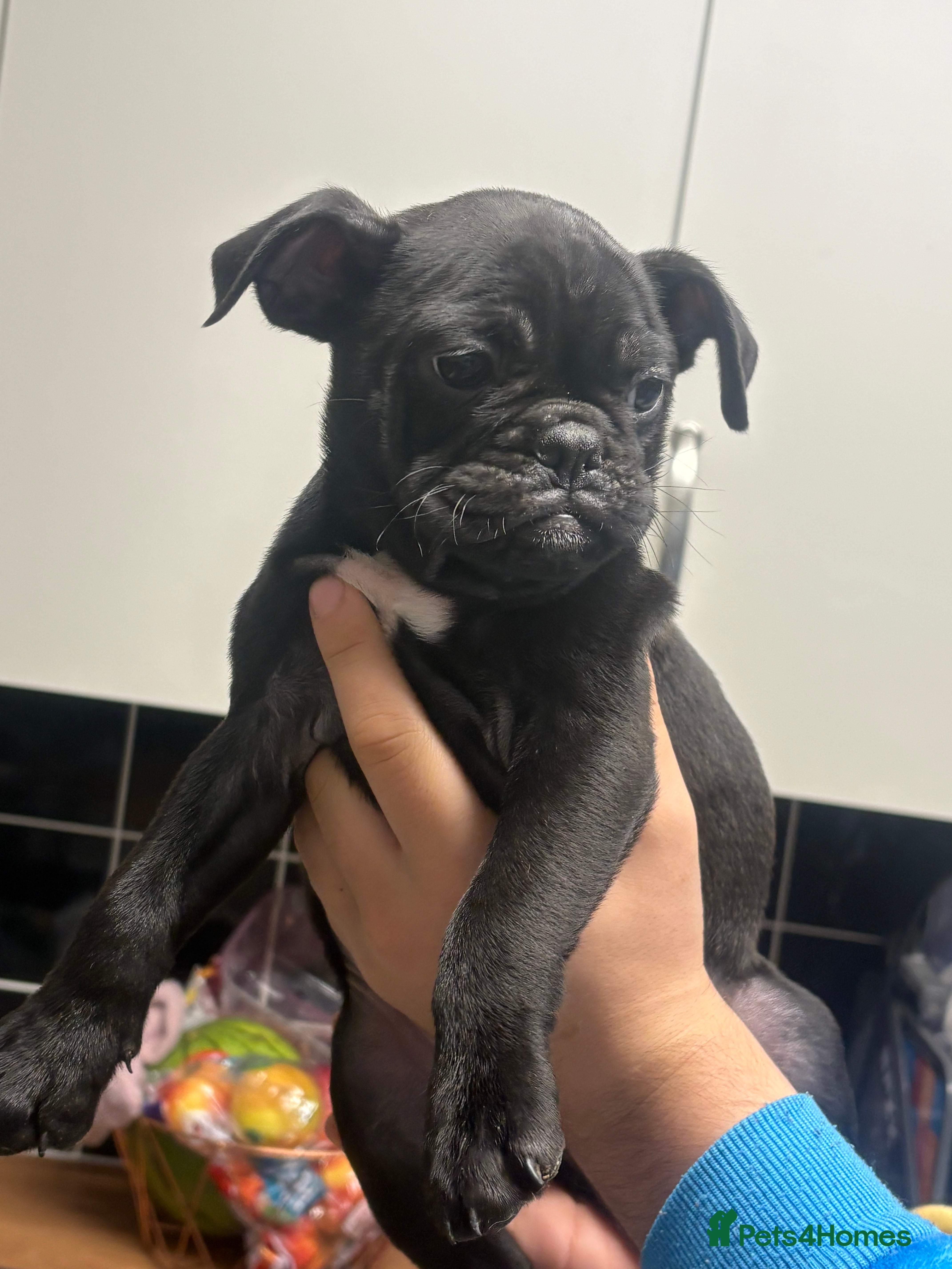 Mixed Breed dogs for sale: 5 pups loving for there forever sofa - Advert 2