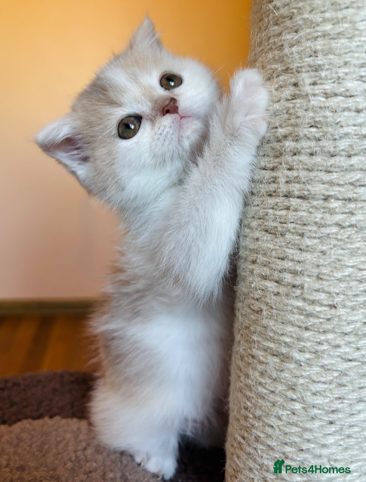 Scottish Fold cats for sale: Pedigree Adorable Scottish Fold Kittens  - Advert 20