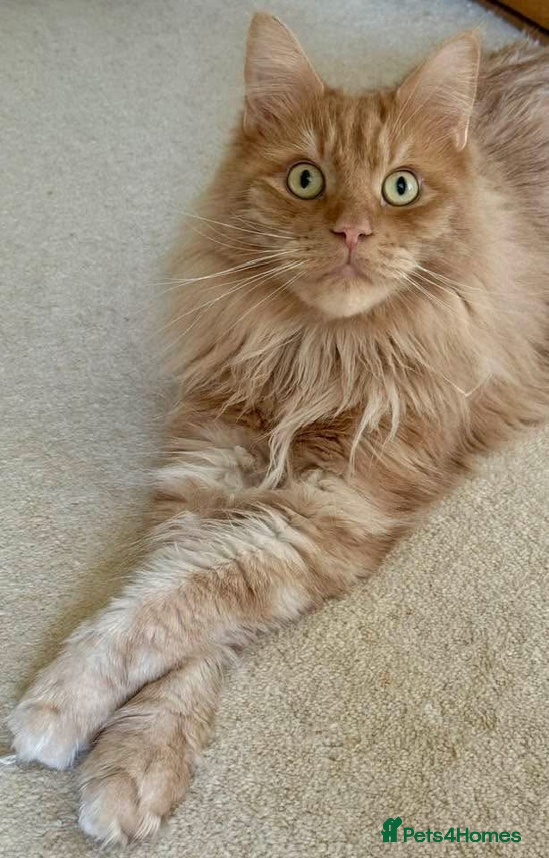 Maine Coon cats for sale: Gorgeous bundles of fluff n mischief  - Image 20