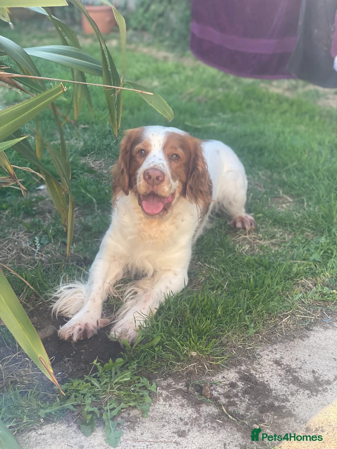 Mixed Breed dogs for sale: Oscar - clumber spaniel/springer spaniel - Advert 1