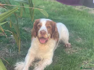 Mixed Breed dogs Oscar - clumber spaniel/springer spaniel - Advert 3