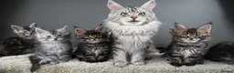 Maine Coon cats for sale: Black Smoke undercoat kittens  - Advert 38