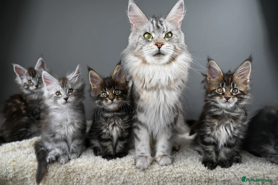 Maine Coon cats for sale: Black Smoke undercoat kittens  - Advert 38