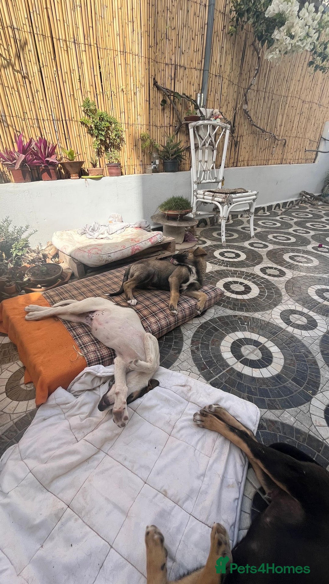 Mixed Breed dogs for sale: Mixed breed - Image 10