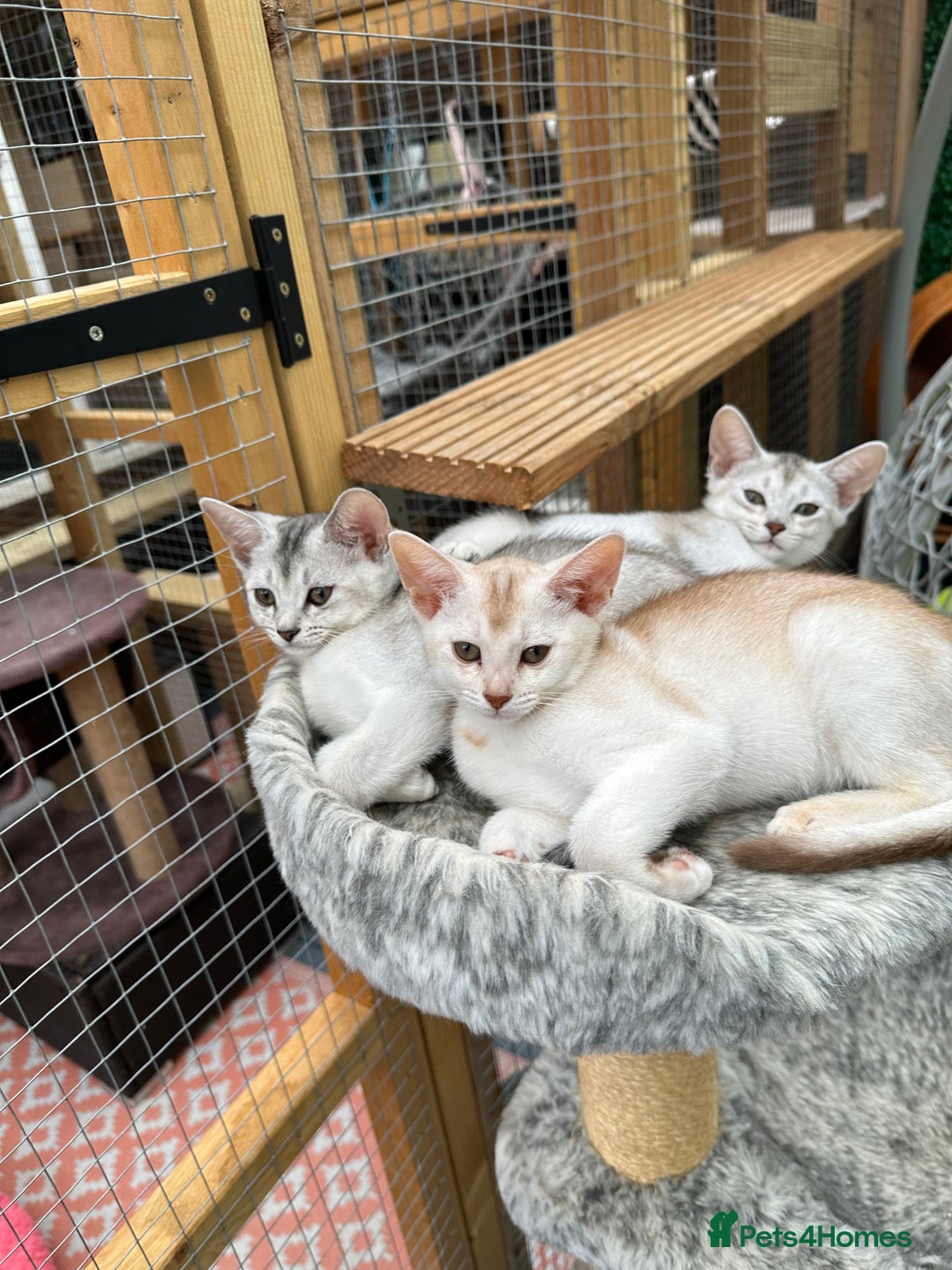 Abyssinian cats for sale: Pedigree Silver Abyssinian kittens - Image 24