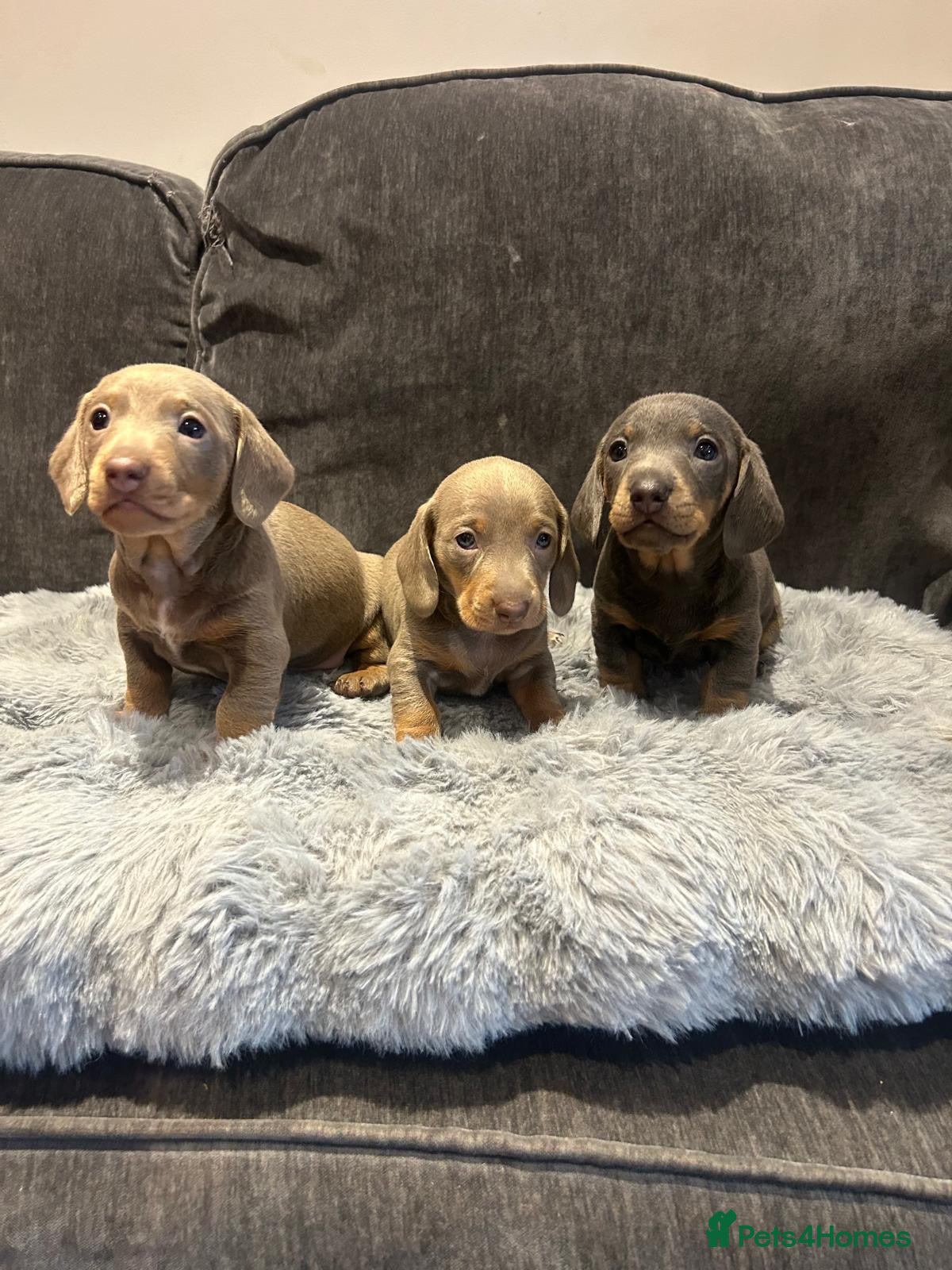 Miniature Dachshund dogs Kennel club registered miniature dachshunds  - Advert 2