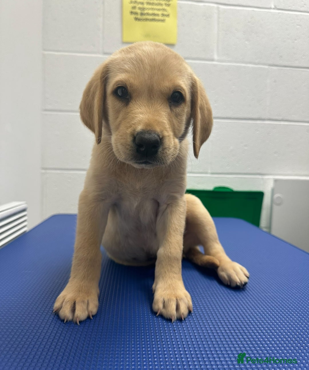 Labrador Retriever dogs for sale: 🐾 Exceptional KC Registered Labrador Puppies🐾 - Advert 9