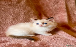 Ragdoll cats for sale: Quality kittens from DNA tested parents - Image 7