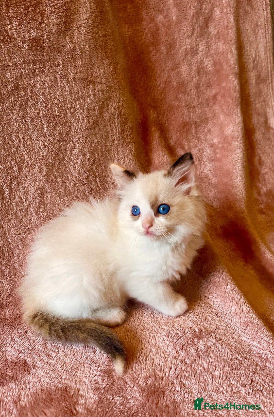 Ragdoll cats for sale: Quality kittens from DNA tested parents - Image 7