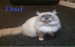 Ragdoll cats for sale: **LAST BOY** CHUNKY RAGDOLL KITTENS FOR SALE - Advert 17