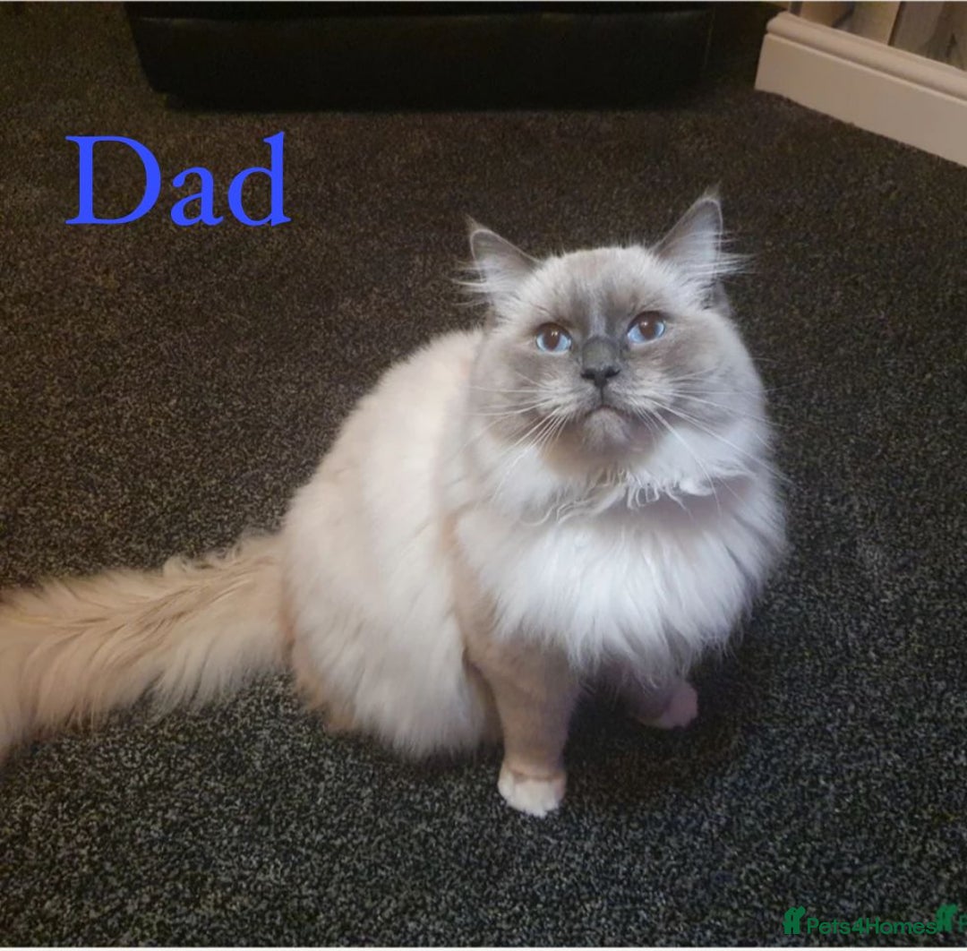 Ragdoll cats for sale: **LAST BOY** CHUNKY RAGDOLL KITTENS FOR SALE - Advert 17