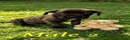 Cane Corso dogs for sale: Cane corso - Advert 6