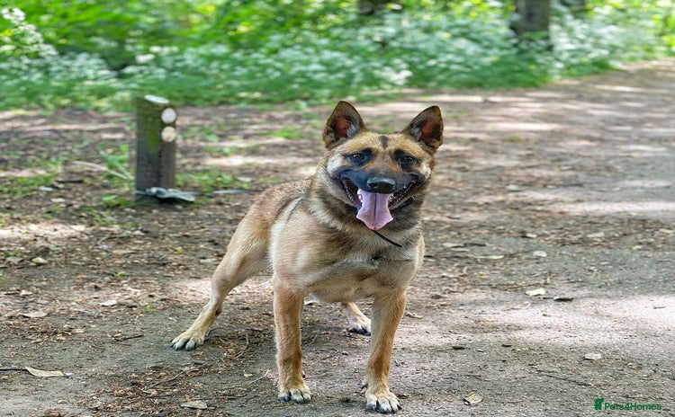 Belgian Shepherd Dog dogs - Advert 2