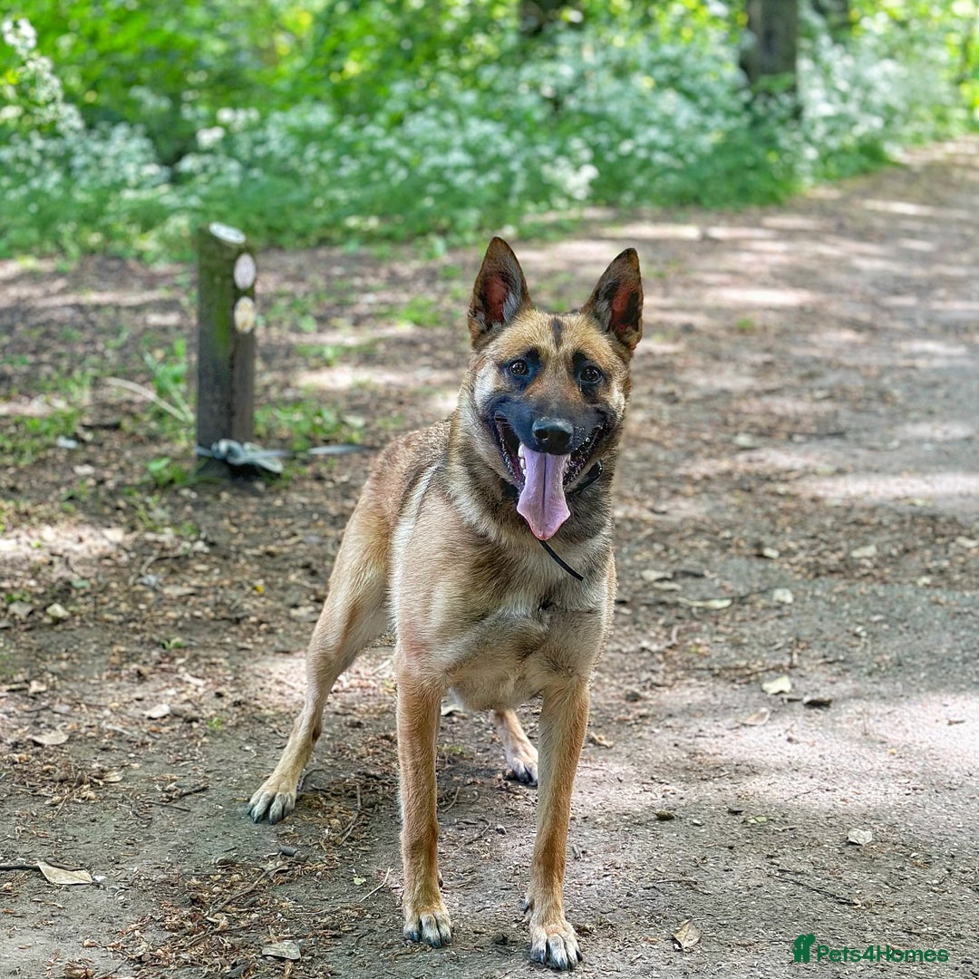 Belgian Shepherd Dog dogs for sale: Female Belgian shepherd  - Image 1