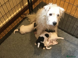 Parson Russell dogs for sale - Advert 1