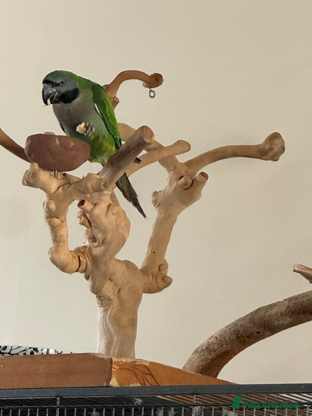 Parakeets birds for sale: Derby parrot - Image 7