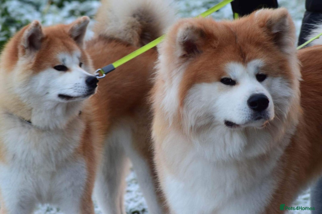 Japanese Akita Inu dogs for stud: 5- Generation KC Pedigree Japanese Akita - inu - Advert 5