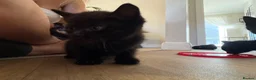 British Shorthair cats for sale: 3 baby girl British short hair kittens in Sheffield - Advert 5