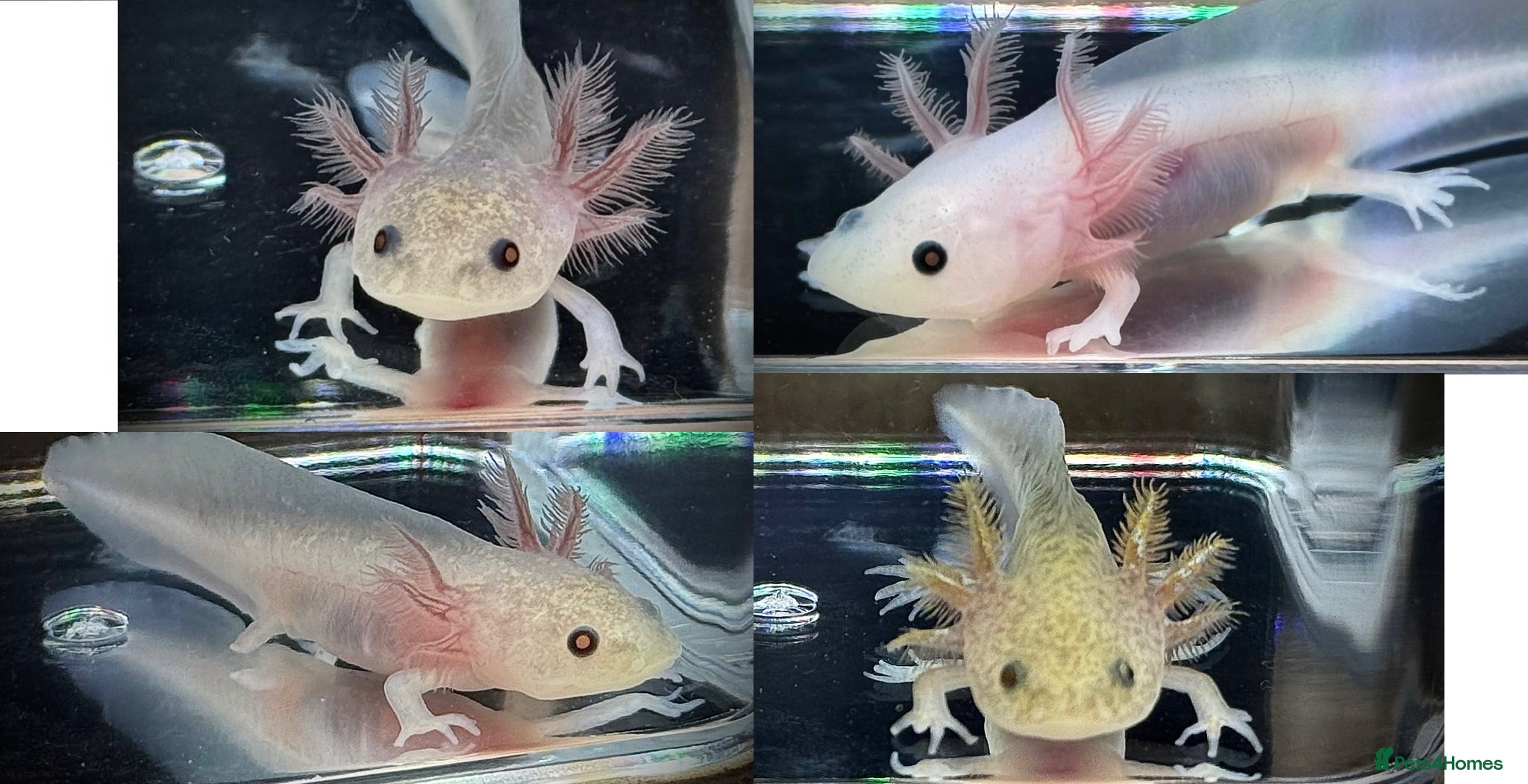 Axolotl reptiles Axolotl juveniles  - Advert 2