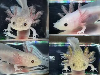Axolotl reptiles Axolotl juveniles - Advert 1