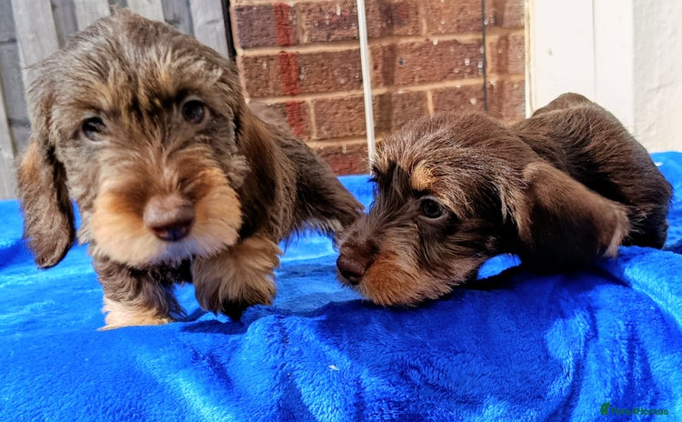 Miniature Dachshund dogs - Advert 13