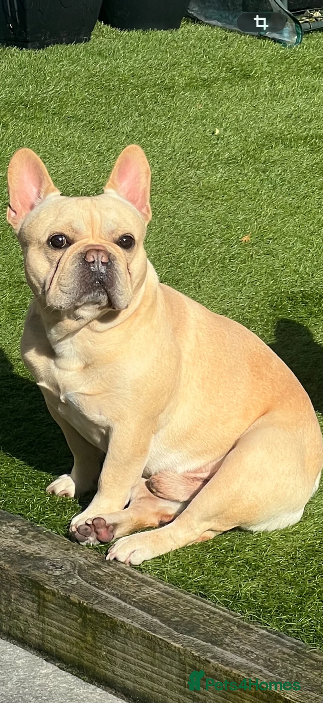 French Bulldog dogs for stud: 	French Bulldog Stud - Advert 1