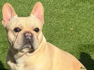 French Bulldog dogs French Bulldog Stud - Advert 1