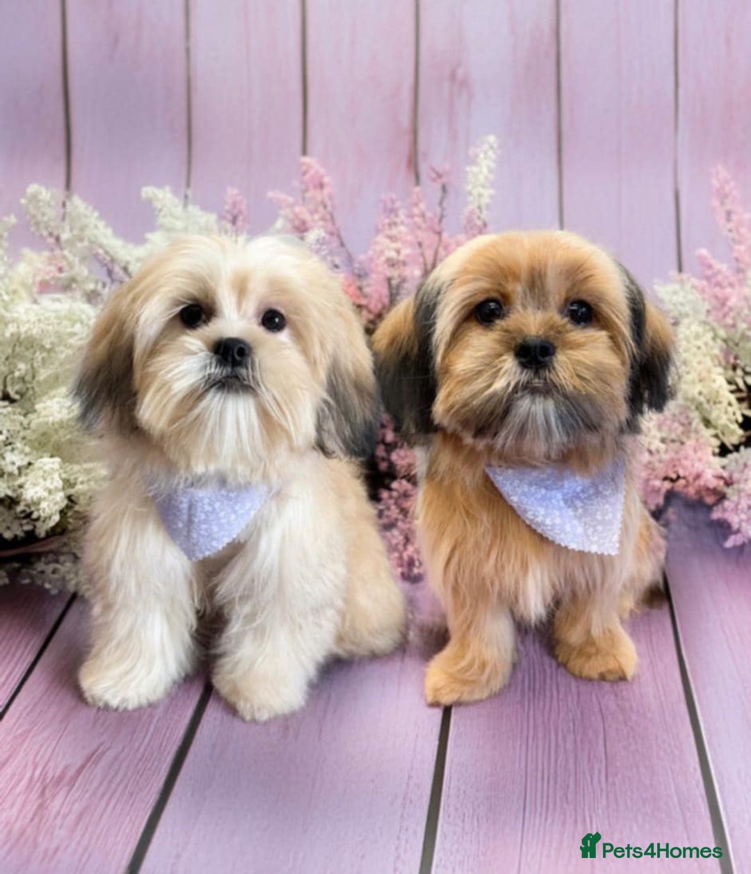 Mixed Breed dogs for sale: Lhasa-apso x Pomeranian pups - Advert 12