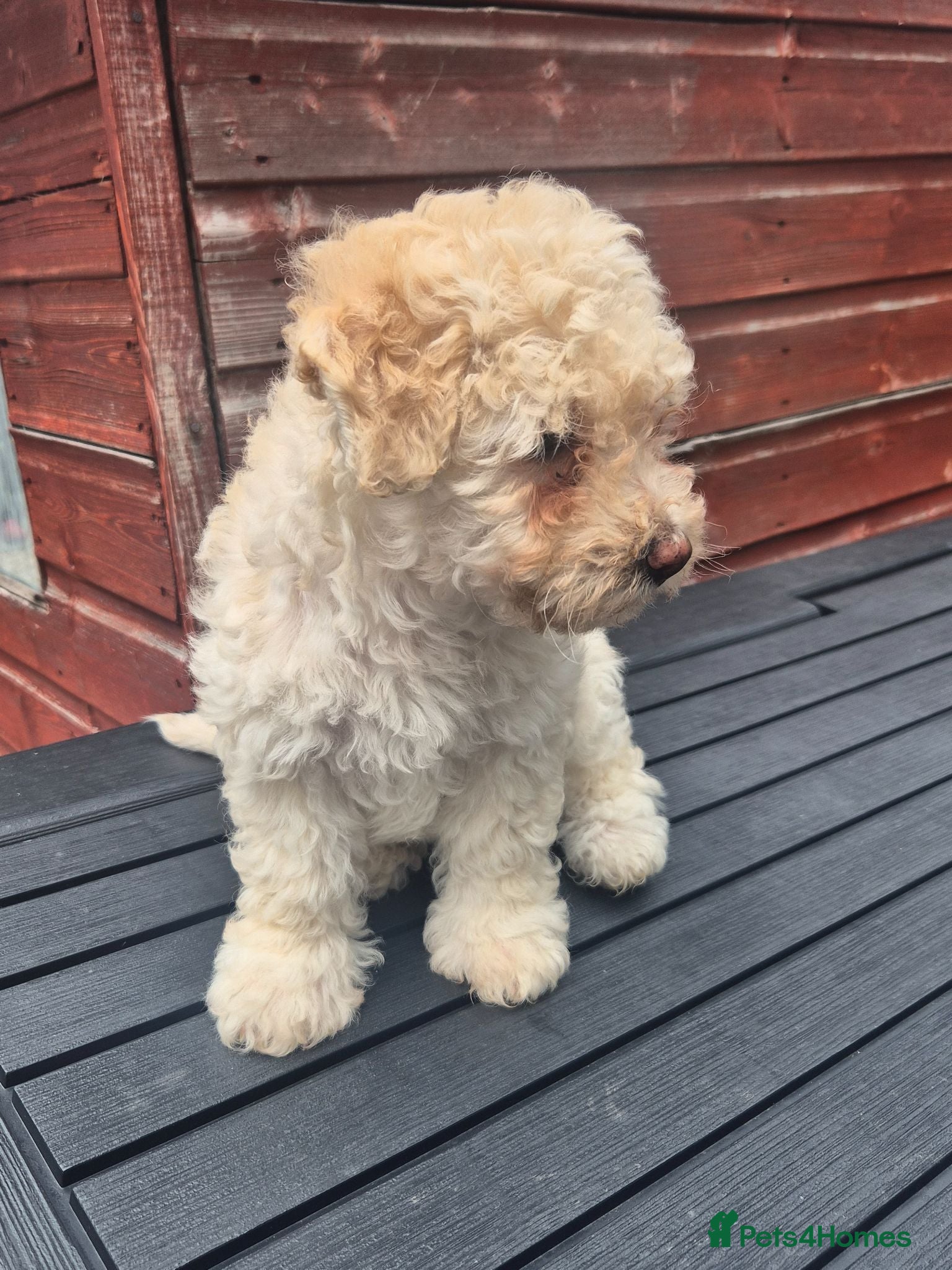 Mixed Breed dogs Adorable pups READY TO GO - Advert 14