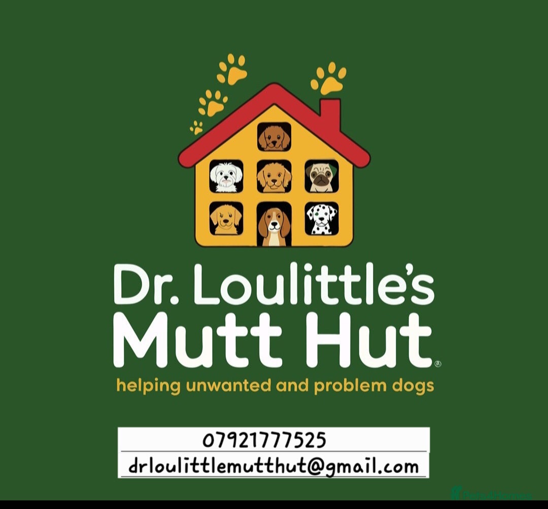 Mixed Breed dogs Can you give a home to one of these rescue dogs? - Advert 2