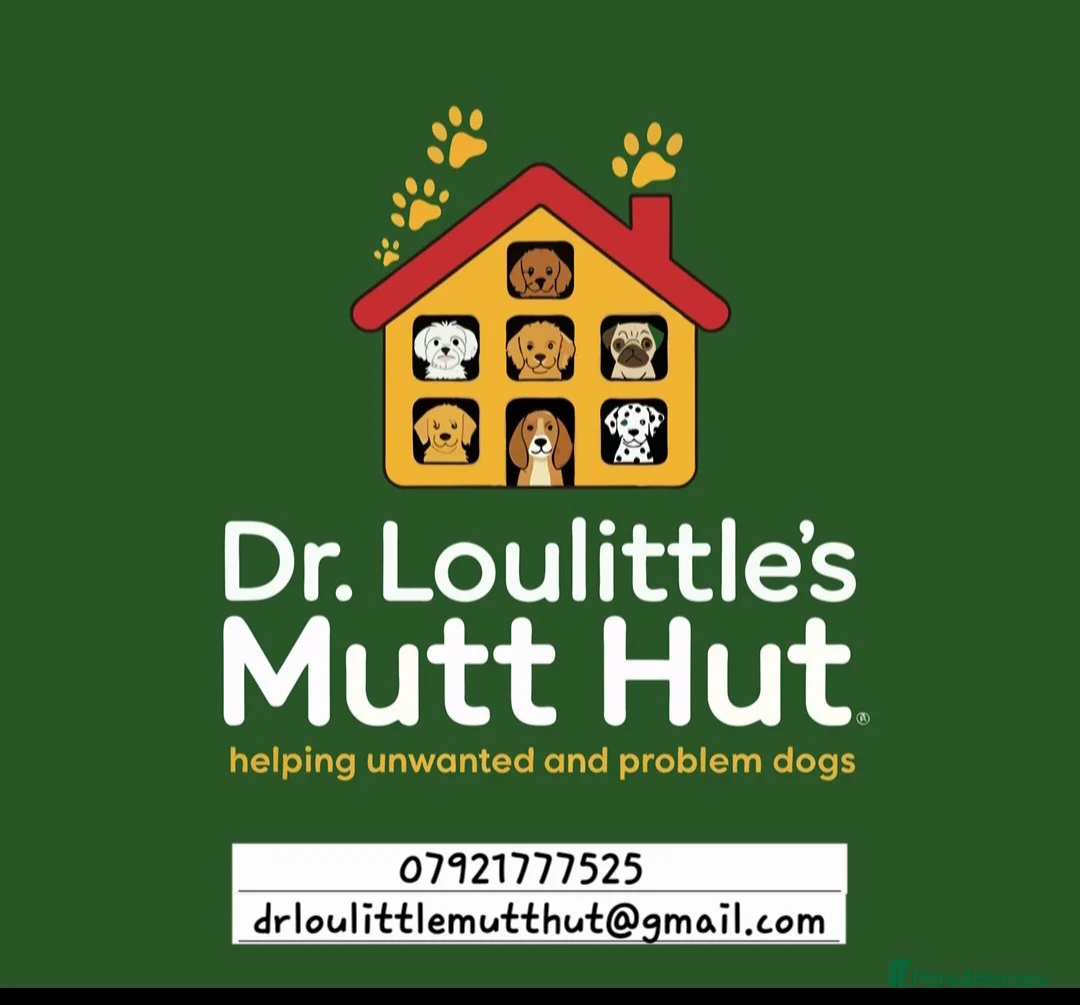 Mixed Breed dogs for sale: Can you give a home to one of these rescue dogs? - Advert 2