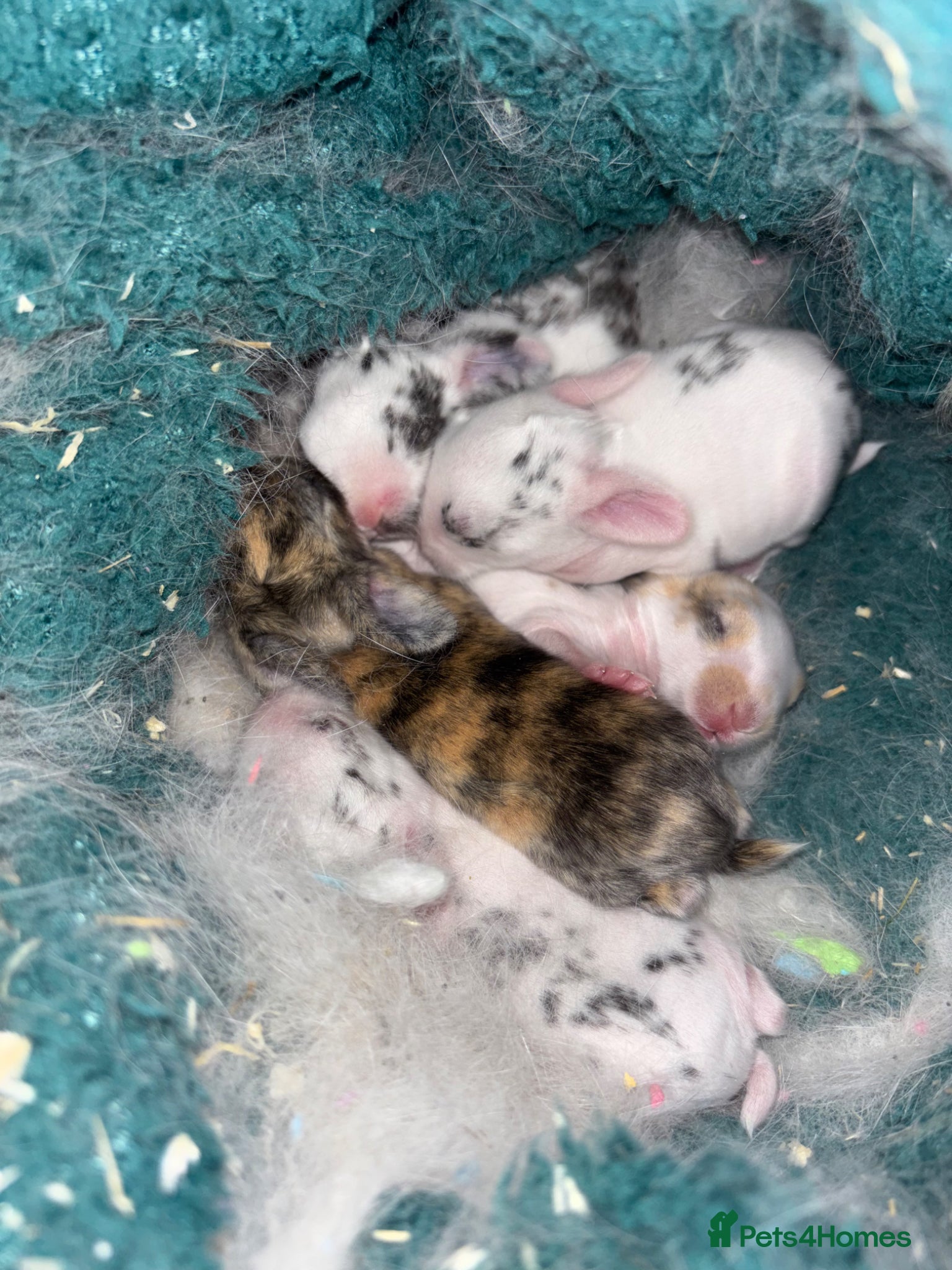 Mini Lop rabbits 6 mini lops  - Advert 1