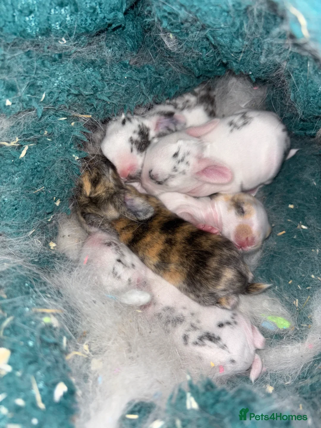 Mini Lop rabbits for sale: 6 mini lops  - Advert 1